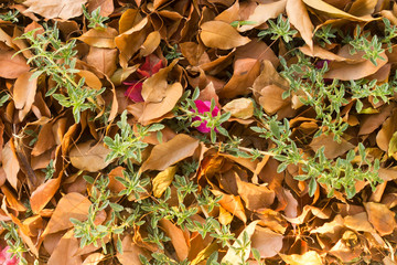 Dry fallen leaves and green grass