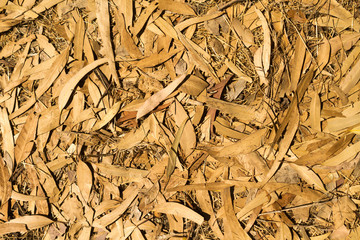 Dry fallen leaves on the ground pattern