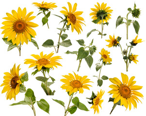 Many flowers, leaves, stems and buds of sunflower at various angles on white background