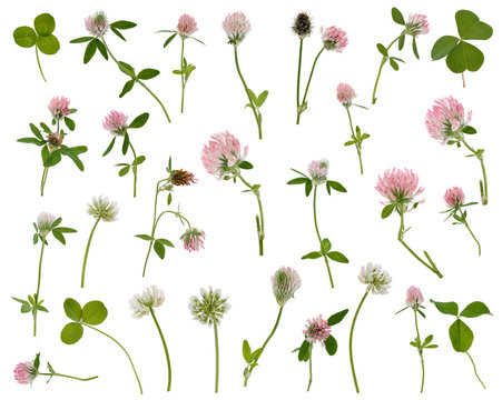 Many leaves, flowers and stems of clover at various angles on white background
