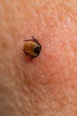 Castor bean tick (Ixodes ricinus)