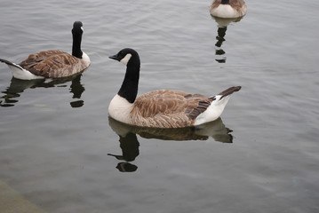 canada goose in water