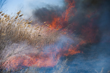 Fire, strong smoke. Burning reed in the swamp. Natural disaster