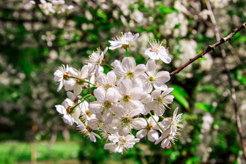Flowers in my garden