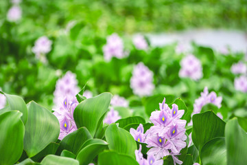 Obraz premium 夏に涼しげなホテイアオイの花