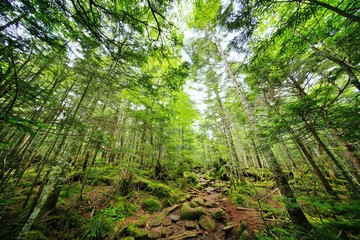 コケの森 © ogawaay