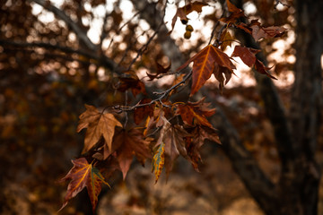 maple leaves in autumn