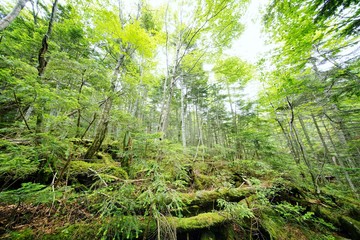 Fototapeta na wymiar 原始の森