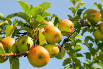ripe apples on apple tree branches