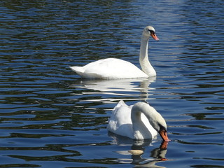 Obraz premium two swans 