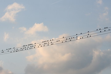 Vögel auf der Stromleitung