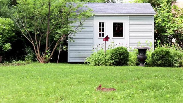 Baby rabbit looking around in the back garden.  Stationed camera.