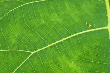 Close Up Of Green Leaf Texture