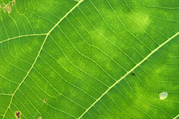 Close Up Of Green Leaf Texture