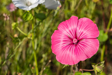 Beautiful wildflowers on a green background. Red and white flower. Summer mood. Background photo