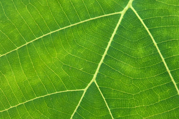 Close Up Of Green Leaf Texture