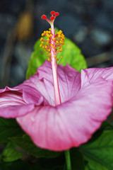 Hibiscus