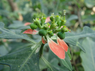 Decorative Plants and Wild Plants