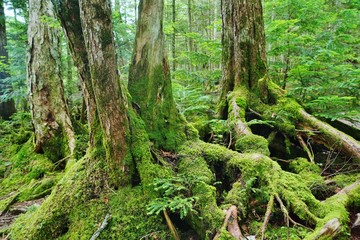 コケの森