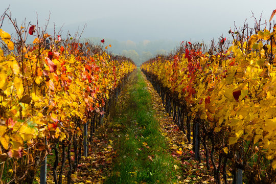 autumn vineyard, yellow grape leaves at october fog
