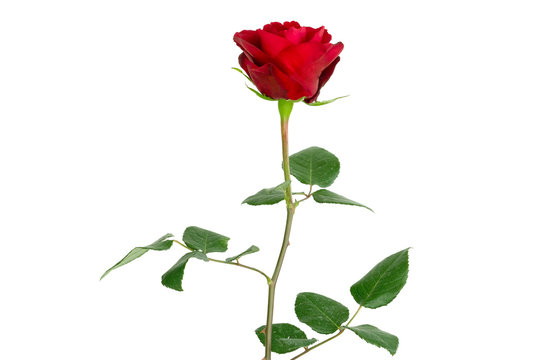 A beautiful single blooming red rose