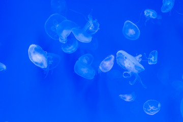 Close-up Jellyfish, Medusa in fish tank with neon light. Jellyfish is free-swimming marine coelenterate with a jellylike bell- or saucer-shaped body that is typically transparent.