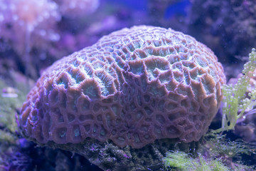 Obraz premium Beautiful sea flower in underwater world with corals and fish. Nature background.