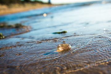 Single Moon Jellyfish lying on the Baltic Sea beach during the sunset