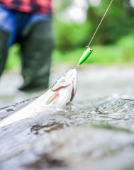 Freshwater fish on hook. Trout in water close up. Fishing hobby. Fishing activity. Fishing equipment. Wild nature. Fish in river. Gear and bait concept. Fisherman job is simple. Fins and scales © be free