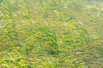 Vegetazione al vento