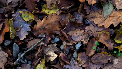 Dark background of fallen autumn leaves. Oak leaves on ground. Fall backdrop with leaves pattern.