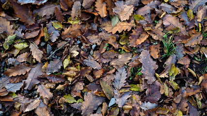 Dark background of fallen autumn leaves. Oak leaves on ground. Fall backdrop with leaves pattern.
