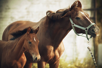 A cute little colt stands beside his mother, who is dressed in a halter and shakes her head to ward off midges.