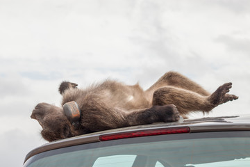 Naughty large wild dominant baboon playing around on a vehicle causing damage.