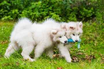 Two Funny fluffy white Samoyed puppies dogs are playing on the green grass