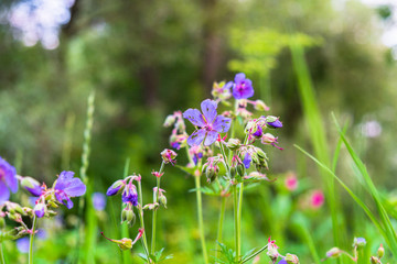 blooming wild meadow flowers on a warm summer evening