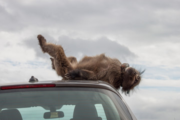 Naughty large wild dominant baboon playing around on a vehicle causing damage.