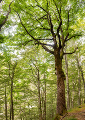 big hornbeam in the Italian forest