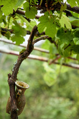 old damaged amphora on the plant