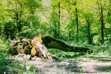 big fallen tree in the forest