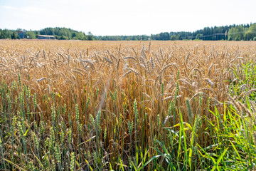 Field with ripe ears of corn. Autumn harvest. Rural landscape.