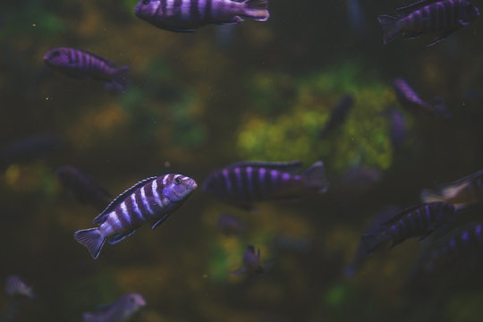 Demasoni Malawi zebra in the aquarium