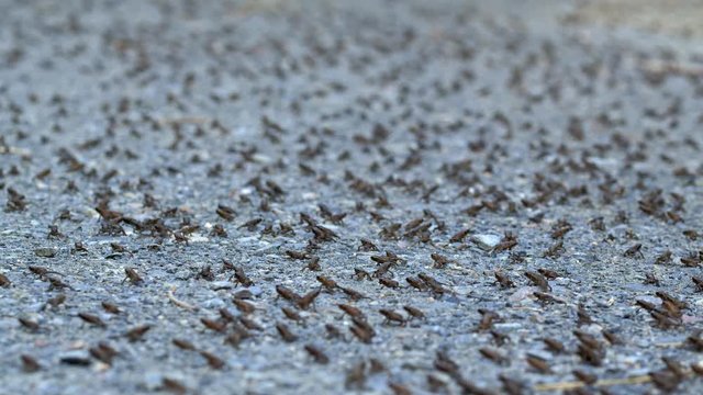 Little common toads (Bufo bufo) migration from water