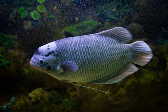 fish in aquarium