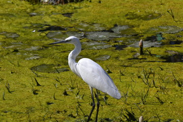 great blue heron