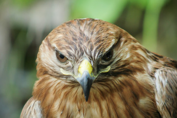 close-up of a stone eagle on a forest background