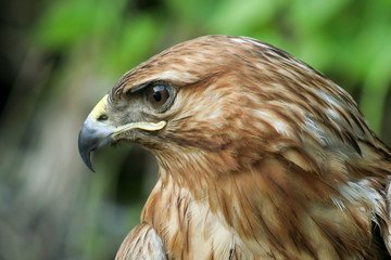 close-up of a stone eagle on a forest background