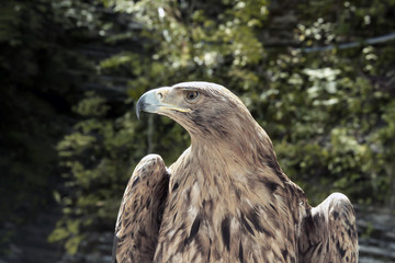 close-up of a stone eagle on a forest background