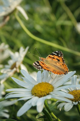 hive butterfly collects nectar on a camomile
