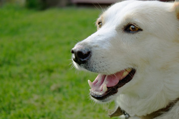 Street dog. In the animal world. Good life